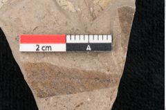 Foto (Detailansicht) von Banksia haeringiana Ettingshausen (NHMW-GEO-2024-0188-7939)